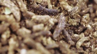 Ivan-çay ıhlamur çiçeği ile