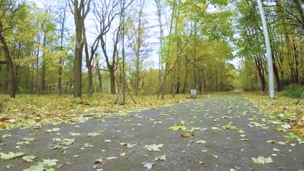 Φθινόπωρο δημοτικό πάρκο Sokolniki — Αρχείο Βίντεο