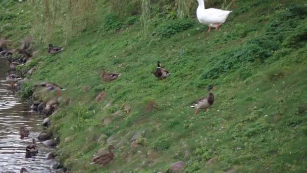 Patos e cisnes na lagoa — Vídeo de Stock