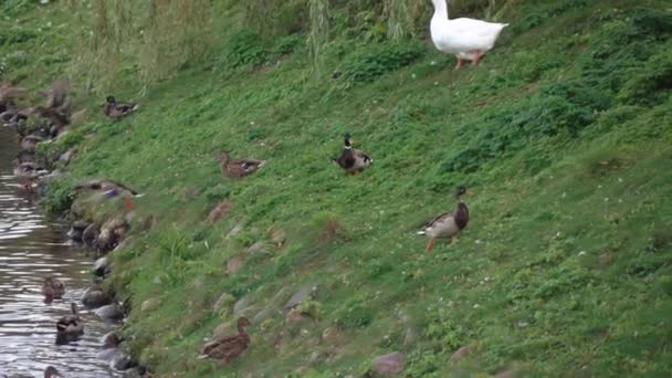 Enten und Schwäne im Teich — Stockvideo