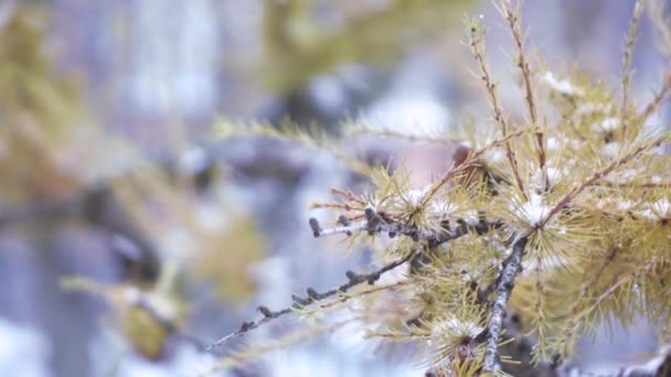 Rama de un árbol de coníferas en invierno — Vídeos de Stock