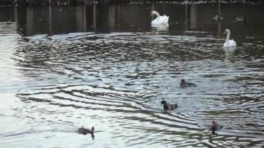 Ördek ve havuzda kuğular