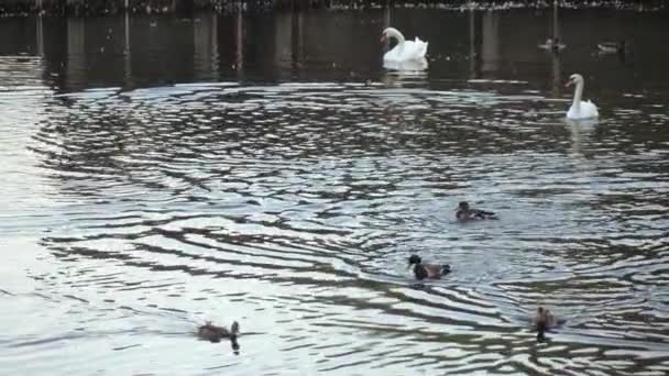 Canards et cygnes dans l'étang 
