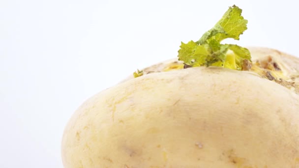 Nabo con una hoja verde — Vídeos de Stock