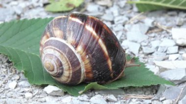 Üzüm salyangoz kabuğu ile