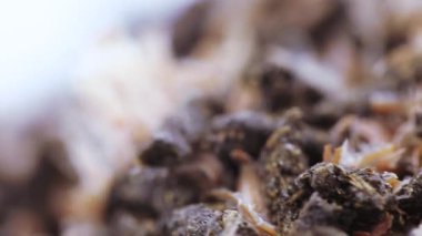 Çam kozalaklı Ivan çayı