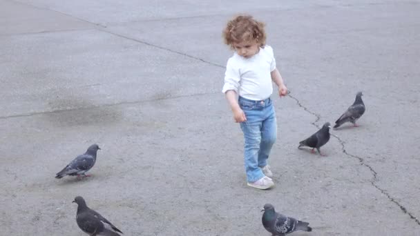 Mädchen füttert die Tauben — Stockvideo