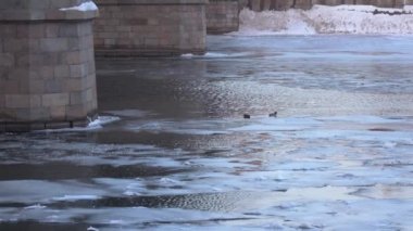 Ördekler kışın köprü altında