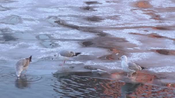 Mouettes sur la glace en hiver 