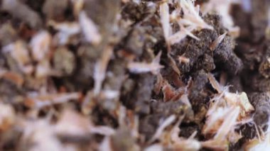 Çam kozalaklı Ivan çayı