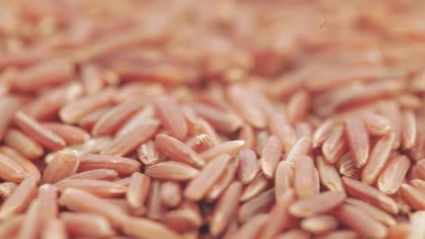 Riz à grains rouges en vrac — Video