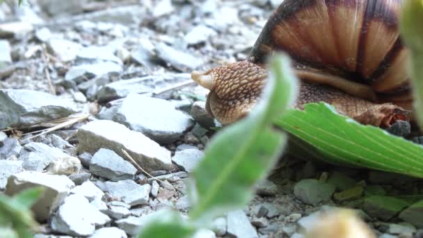 Weinbergschnecke mit Gehäuse — Stockvideo