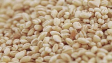 Pearl arpa zararlıları ile