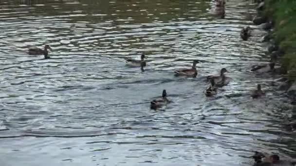 Canards et cygnes dans l'étang 