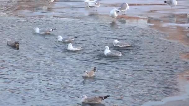 Meeuwen op het ijs in de winter — Stockvideo