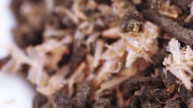 Çam kozalaklı Ivan çayı