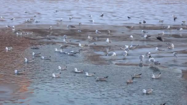 Ducks on the ice in winter — Stock Video