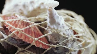 Deniz kabuklarını toplu kümesi