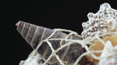 Deniz kabuklarını toplu kümesi