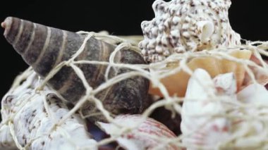 Deniz kabuklarını toplu kümesi