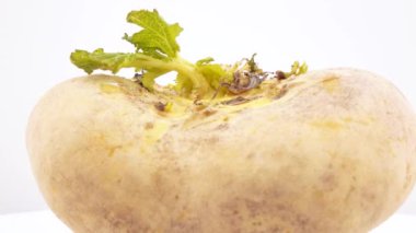 Şalgam ile yaprak yeşil