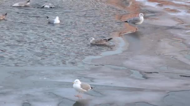 海鸥在冬天在冰上 — 图库视频影像