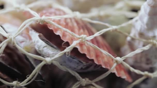 Set of seashells bulk — Stock Video