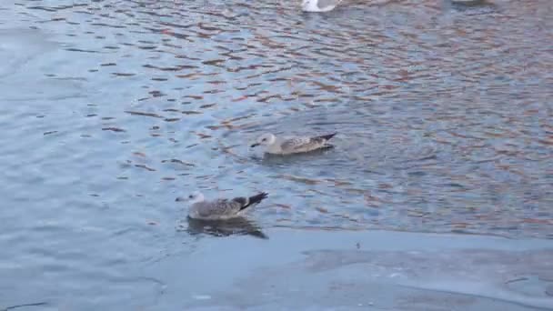 Gaviotas en el hielo en invierno — Vídeos de Stock