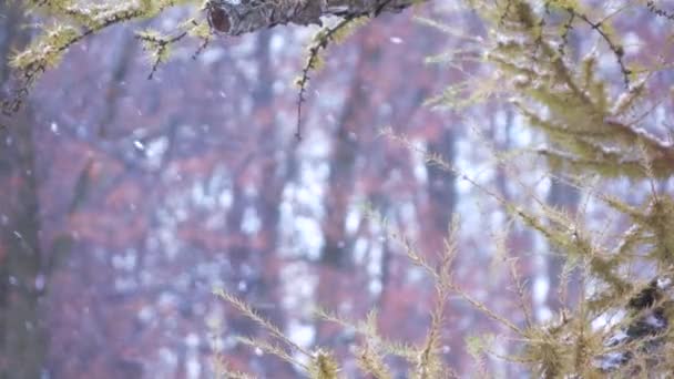 Branch of a coniferous tree in winter — Stock Video