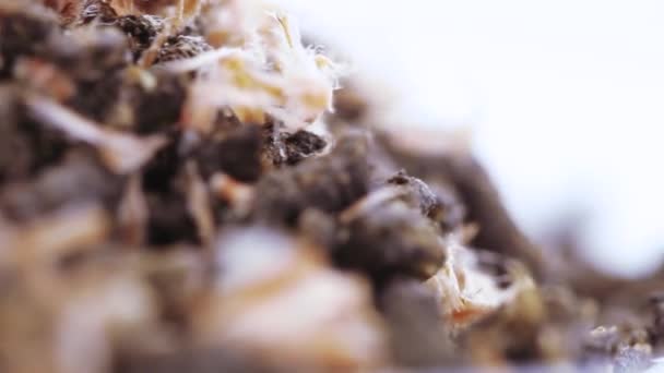 Ivan thé aux cônes de pin