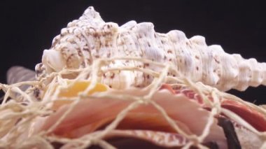 Deniz kabuklarını toplu kümesi