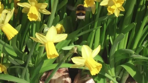 Hommel op narcissen — Stockvideo