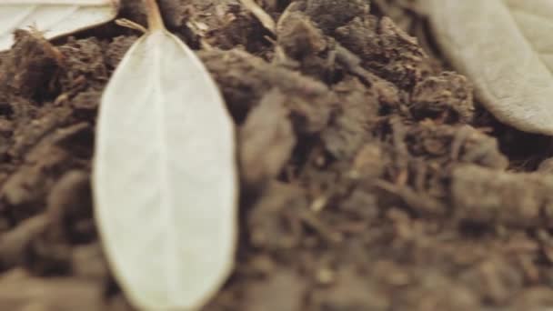 Iván té con hojas de fresa — Vídeos de Stock