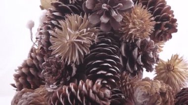 Noel ağacı koniler