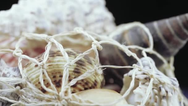 Conjunto de conchas marinas a granel — Vídeos de Stock