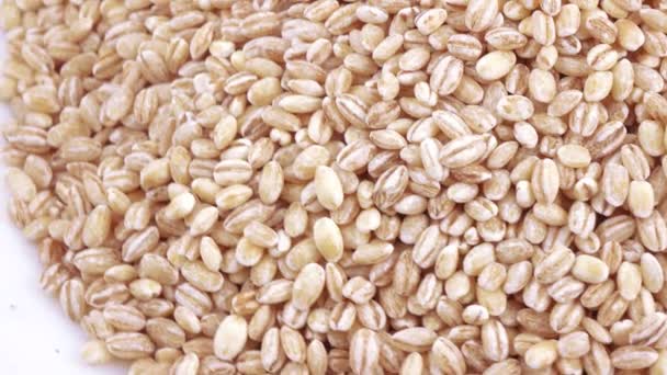 Pearl barley with pests — Stock Video