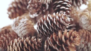 Noel ağacı koniler