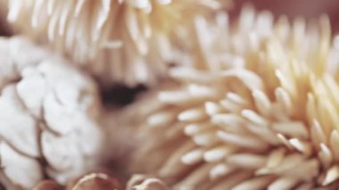 Noel ağacı koniler