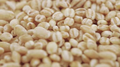 Pearl arpa zararlıları ile