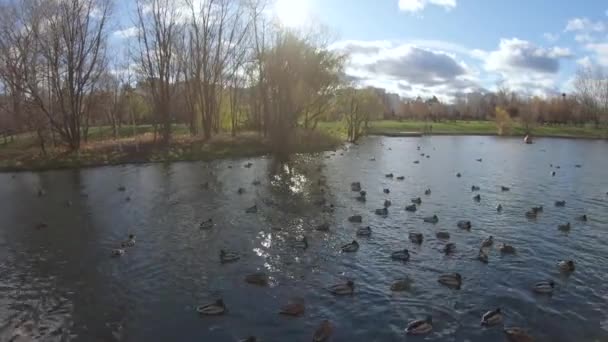 Anatre su uno stagno di città in autunno — Video Stock