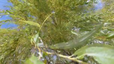 Ağlayan söğüt dalları