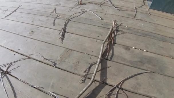 嵐の後の乾いた小枝 — ストック動画