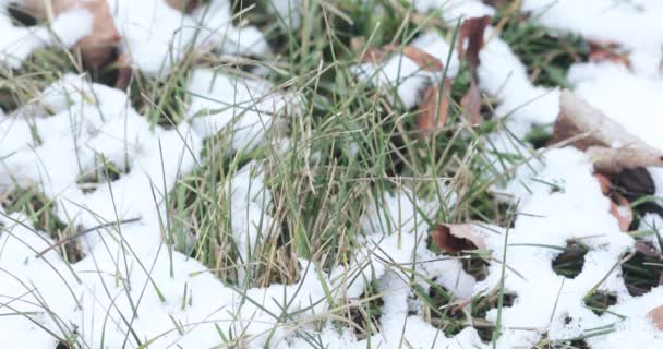 Erba verde sotto la neve caduta — Video Stock
