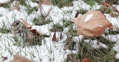 Düşen kar altında yeşil çimenler