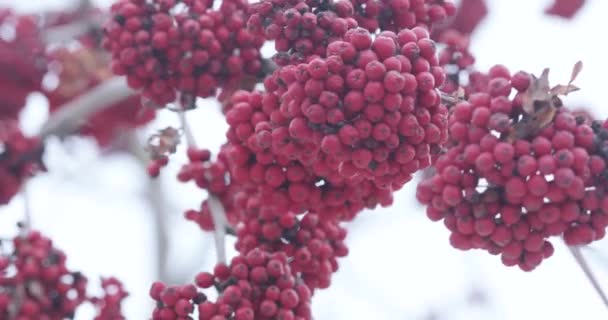 Red mountain ash and snow — Stock Video