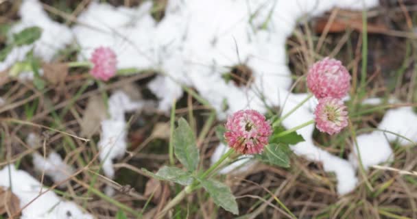 Trébol flor y nieve — Vídeo de stock