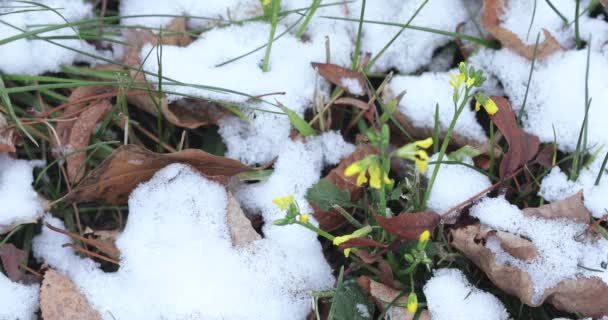 Geel delicate bloem en sneeuw — Stockvideo