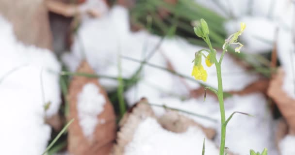 Κίτρινα λεπτά λουλούδια και χιόνι — Αρχείο Βίντεο