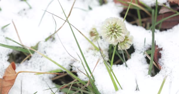 Fiore di trifoglio e neve — Video Stock
