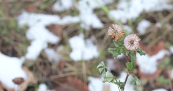 Klaverbloem en sneeuw — Stockvideo